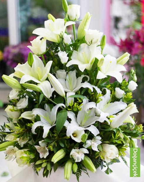 Beyaz Zambak Arajman