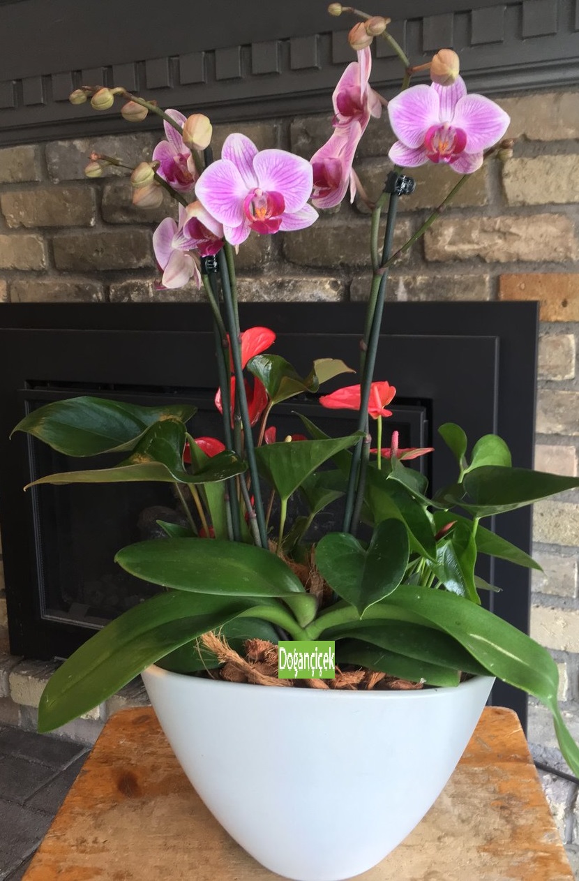 Faruk DOAN Orkide Tasarm
